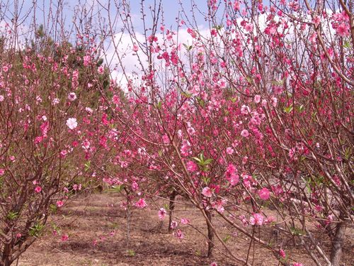 ������̬԰ ��������������